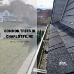 COMMON TREES IN CHARLOTTE, NC
