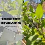 Common Trees in Portland, ME