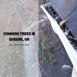 Common Trees In Eugene, OR