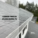 Common Trees In Wilkes-Barre, PA