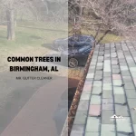 Common Trees in Birmingham, AL