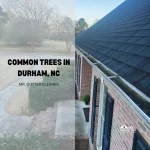 Common Trees in Durham, NC