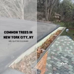 Common Trees in New York City, NY