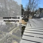 Common Trees in Pittsburgh, PA