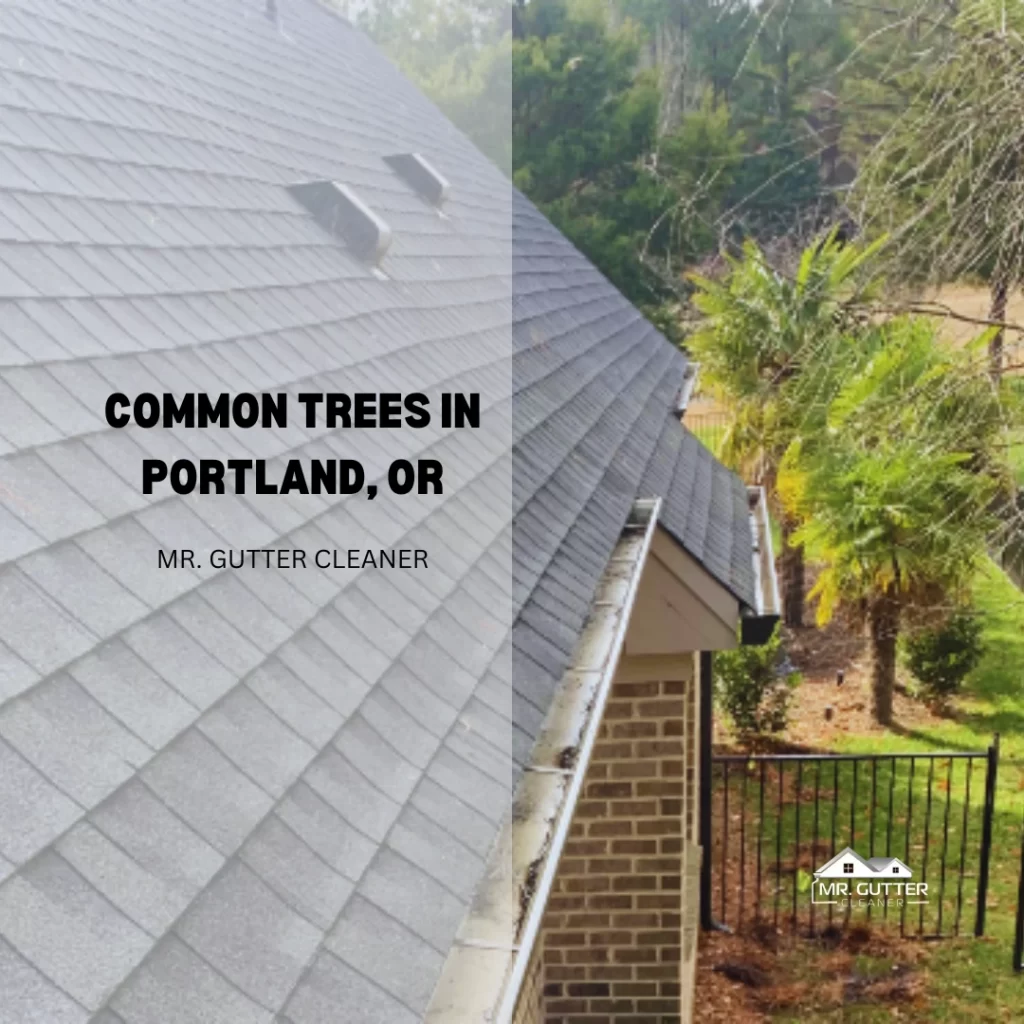 Common Trees in Portland, OR