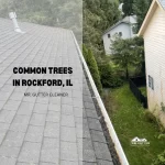Common Trees in Rockford, IL
