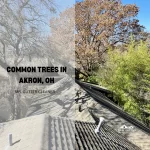 Common trees in Akron, OH