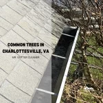 Common trees in Charlottesville, VA