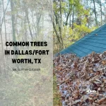 Common Trees in Dallas/Fort Worth, TX