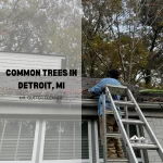 Common trees in Detroit, MI