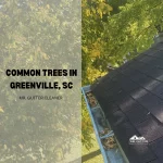 Common trees in Greenville, SC