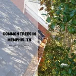 Common trees in Memphis, TN