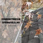 Common trees in Springfield, MO