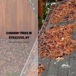 Common trees in Syracuse, NY