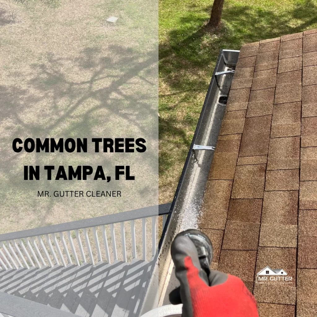 Common trees in Tampa, FL