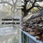 Common trees in Taunton, MA