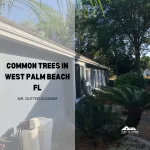 Common trees in West Palm Beach, FL