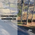 Common trees in Worcester, MA