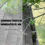 Common Trees in Minneapolis, MN