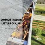 Common Trees in Little Rock, AR