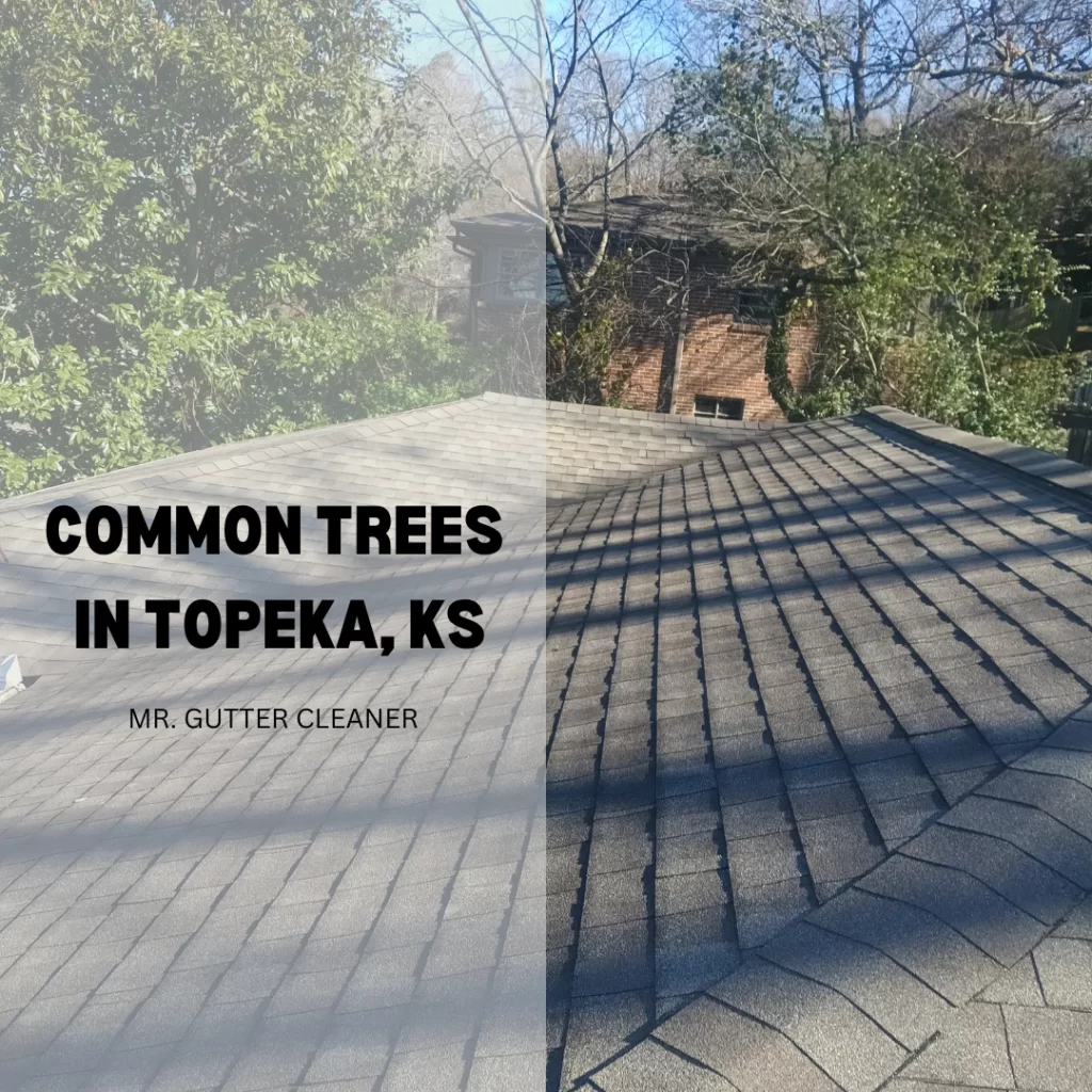 Common Trees in Topeka, KS