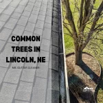 Common Trees in Lincoln, NE