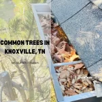 Common Trees in Knoxville, TN