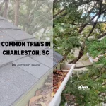 Common Trees in Charleston, SC