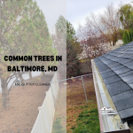 Common Trees in Baltimore, MD
