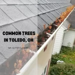 Common Trees in Toledo, OH