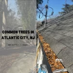 Common Trees in Atlantic City, NJ