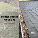 Common trees in Phoenix, AZ