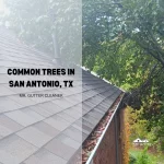 Common Trees in San Antonio, TX