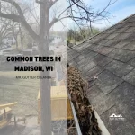 Common Trees in Madison, WI