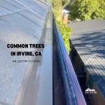 Common Trees In Irvine, CA