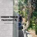 Common trees in Palm Coast, FL