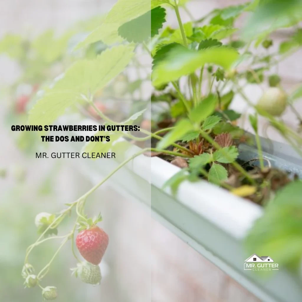 Growing Strawberries in Gutters: The Dos and Dont's