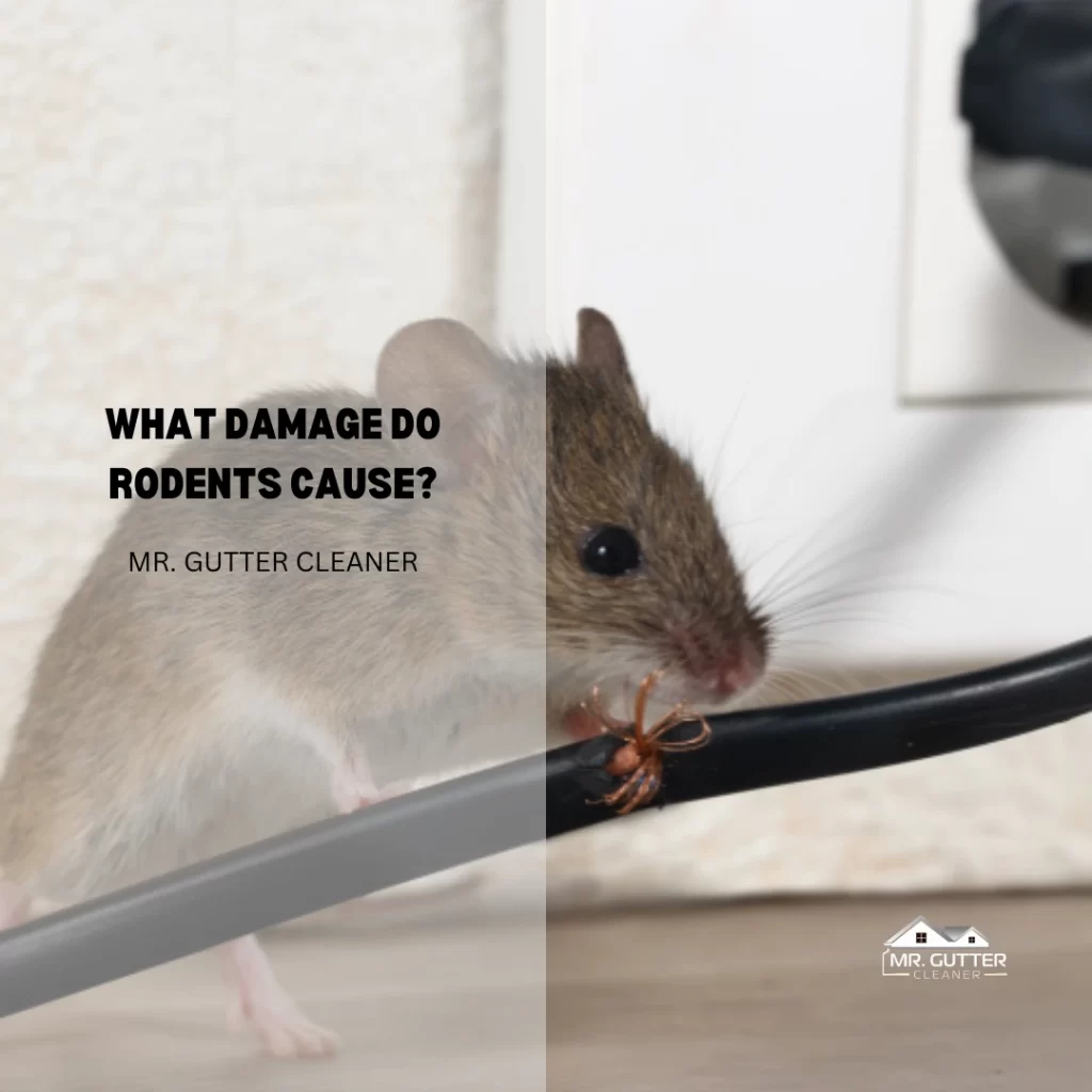 What Damage do Rodents Cause?