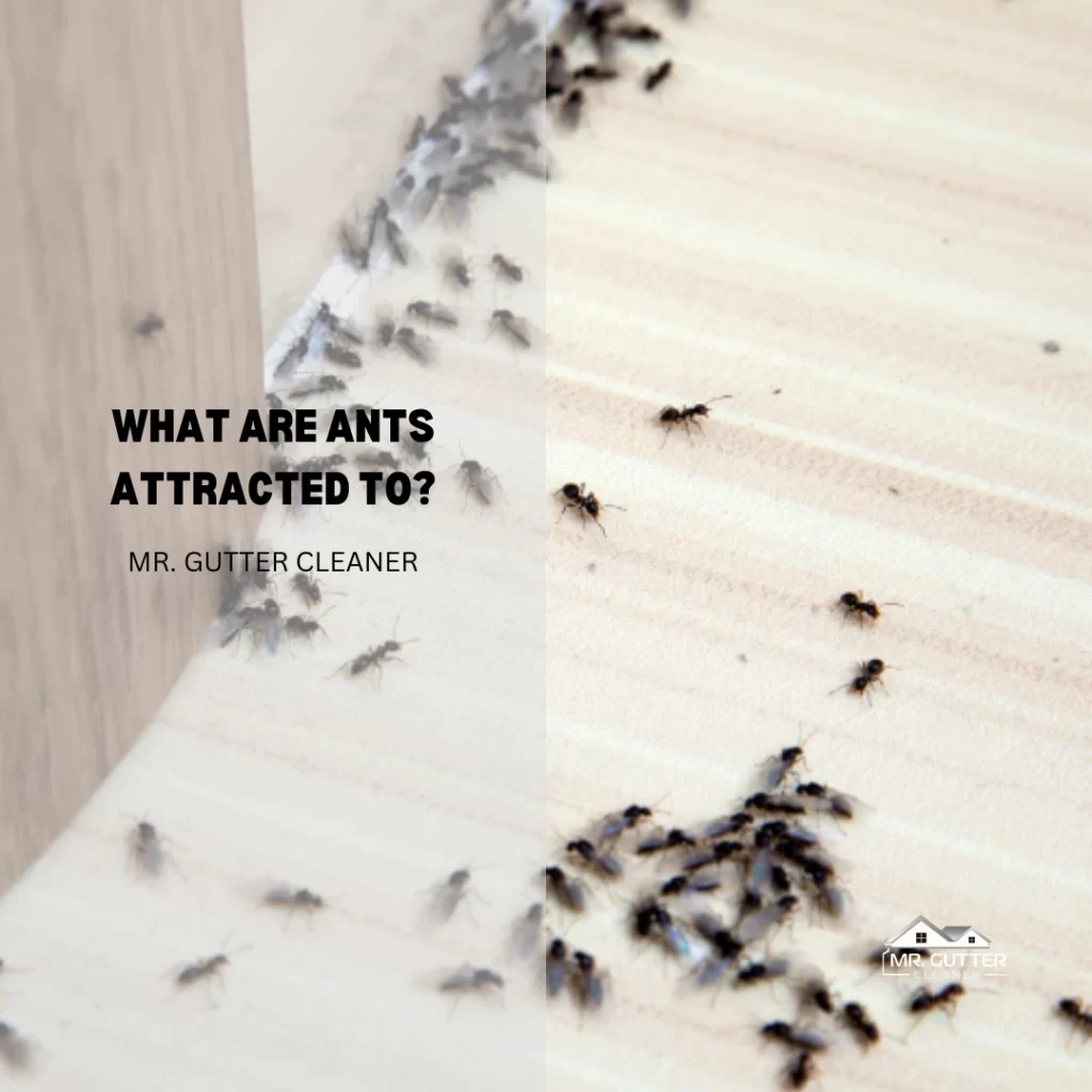 What Are Ants Attracted to?
