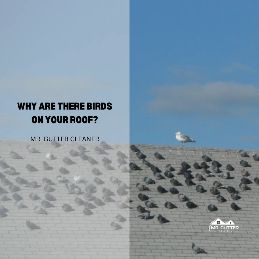 Why Are There Birds on Your Roof?