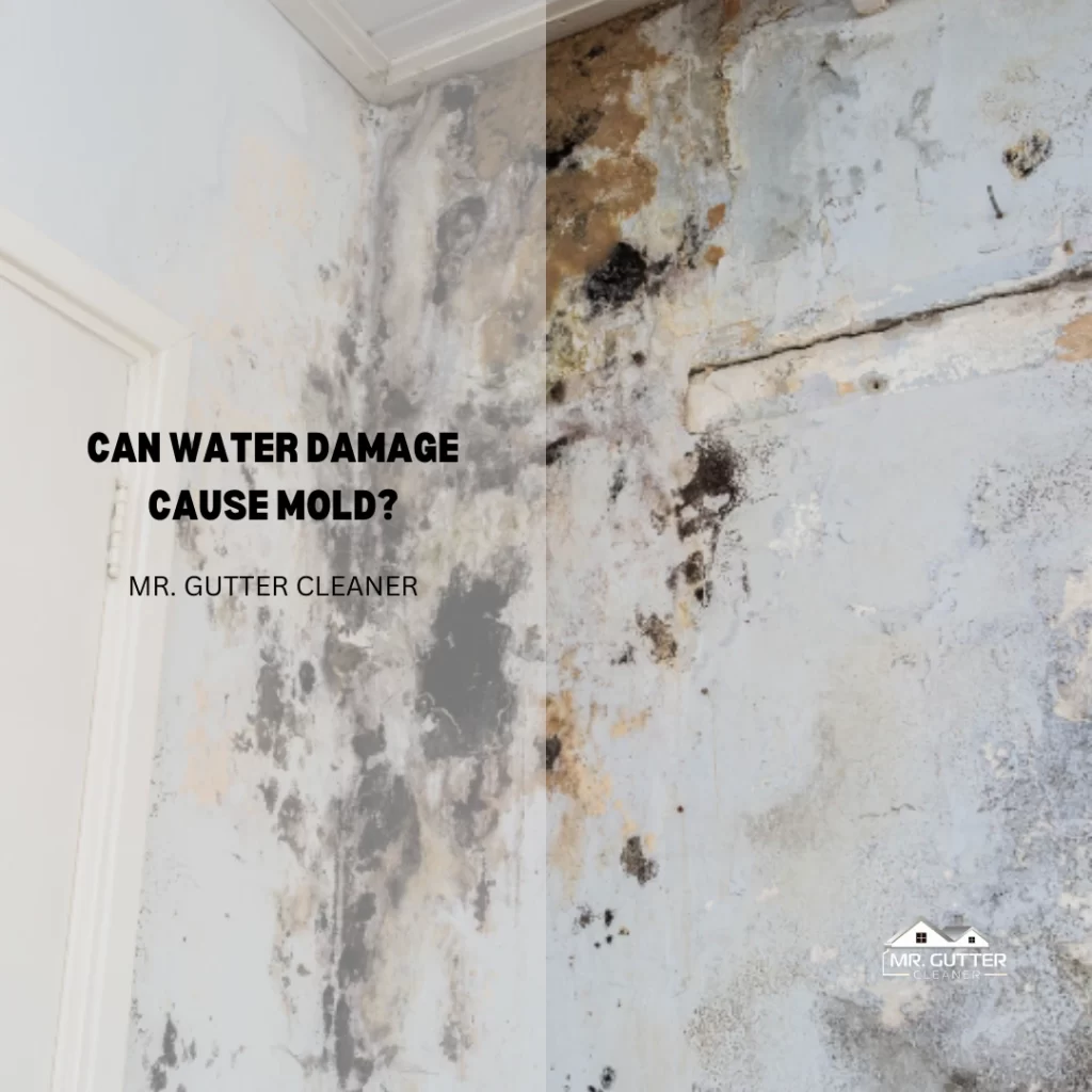 Can Water Damage Cause Mold?