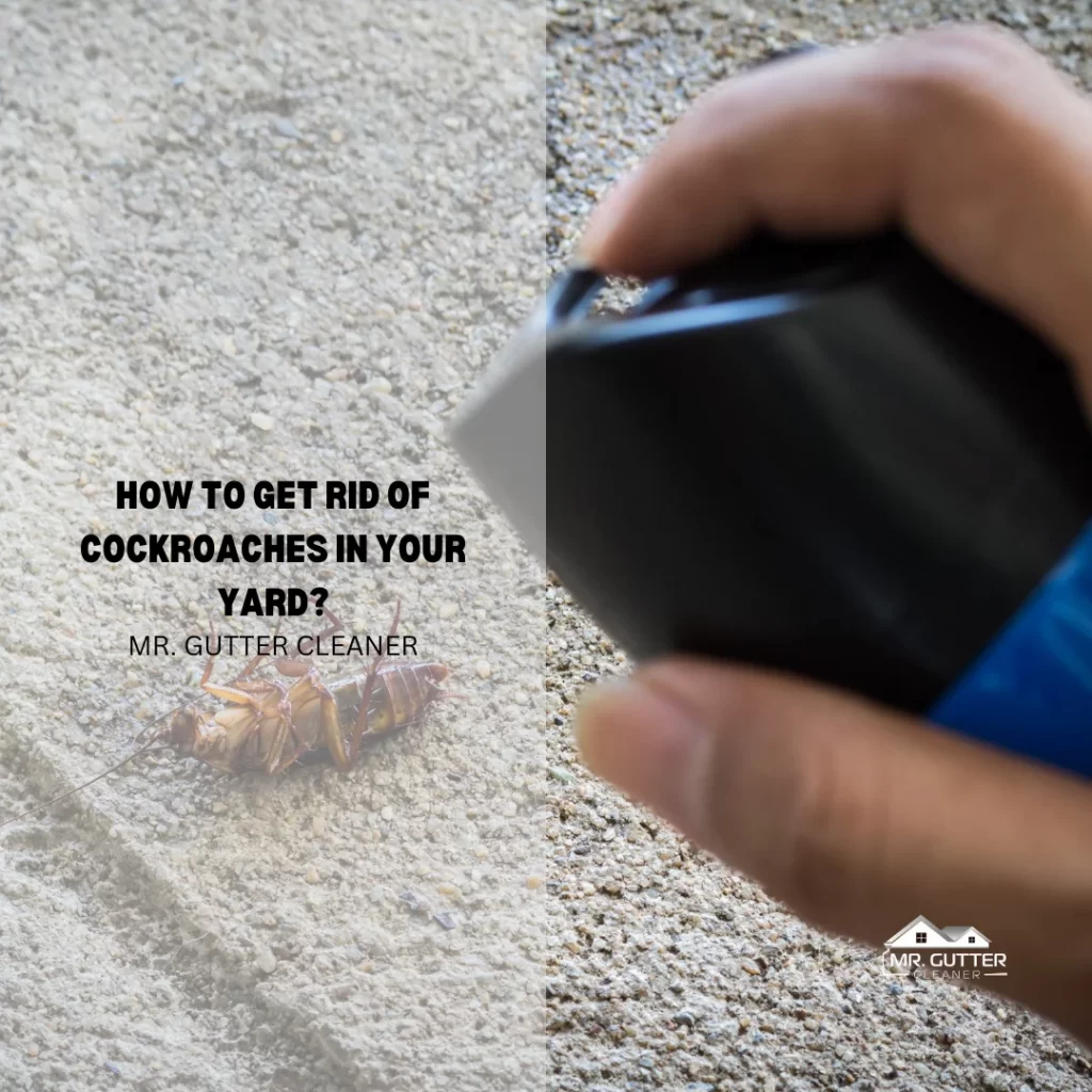 How to get Rid of Cockroaches in Your Yard