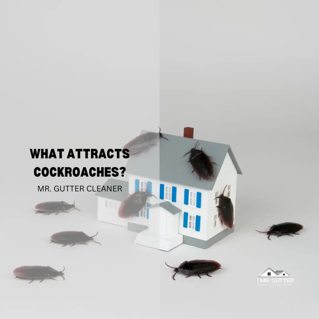 What Attracts Cockroaches