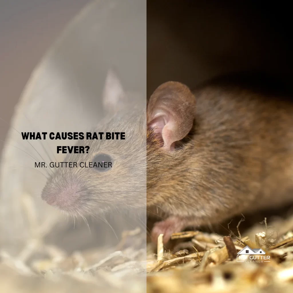 What Causes Rat Bite Fever