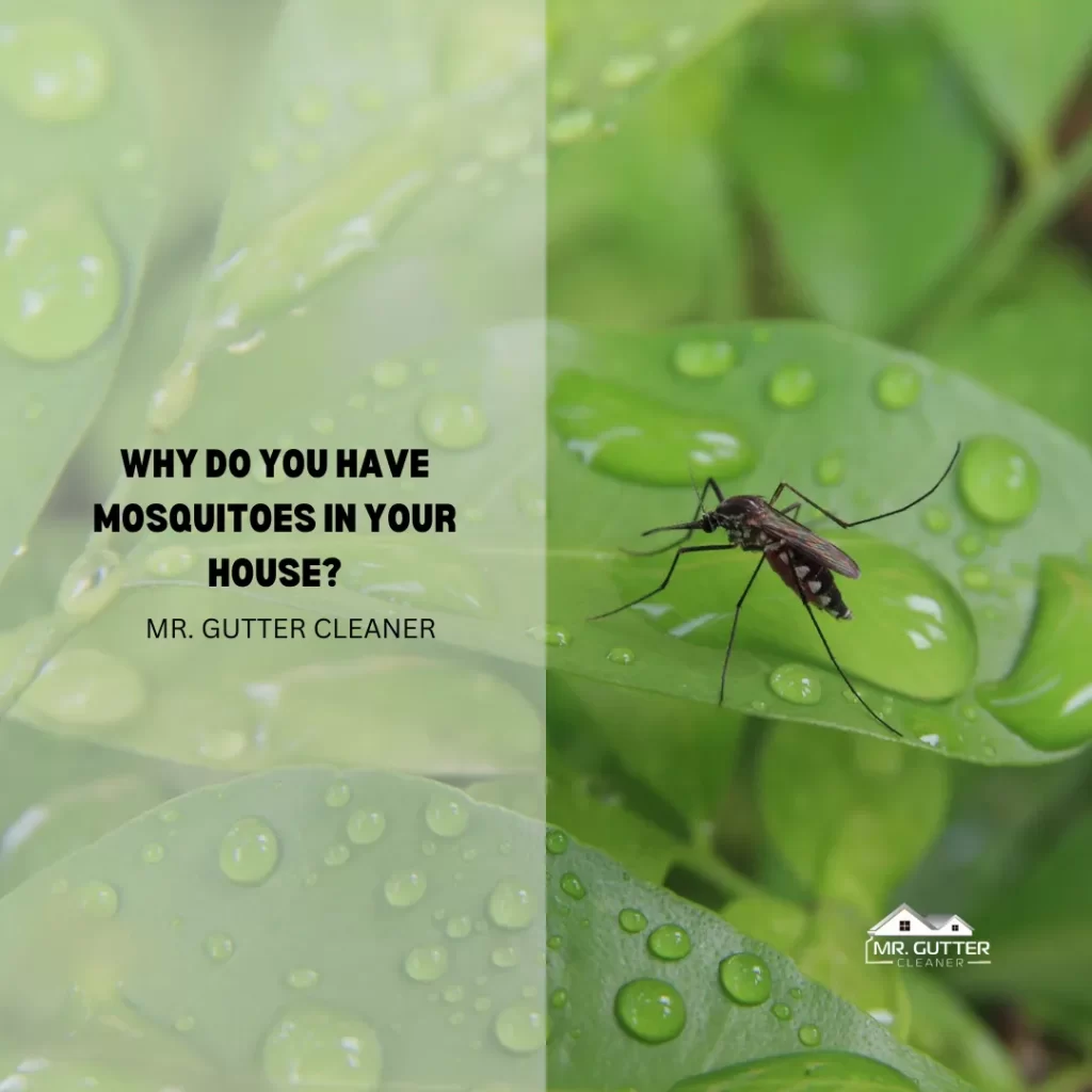 Why Do You Have Mosquitoes in Your House