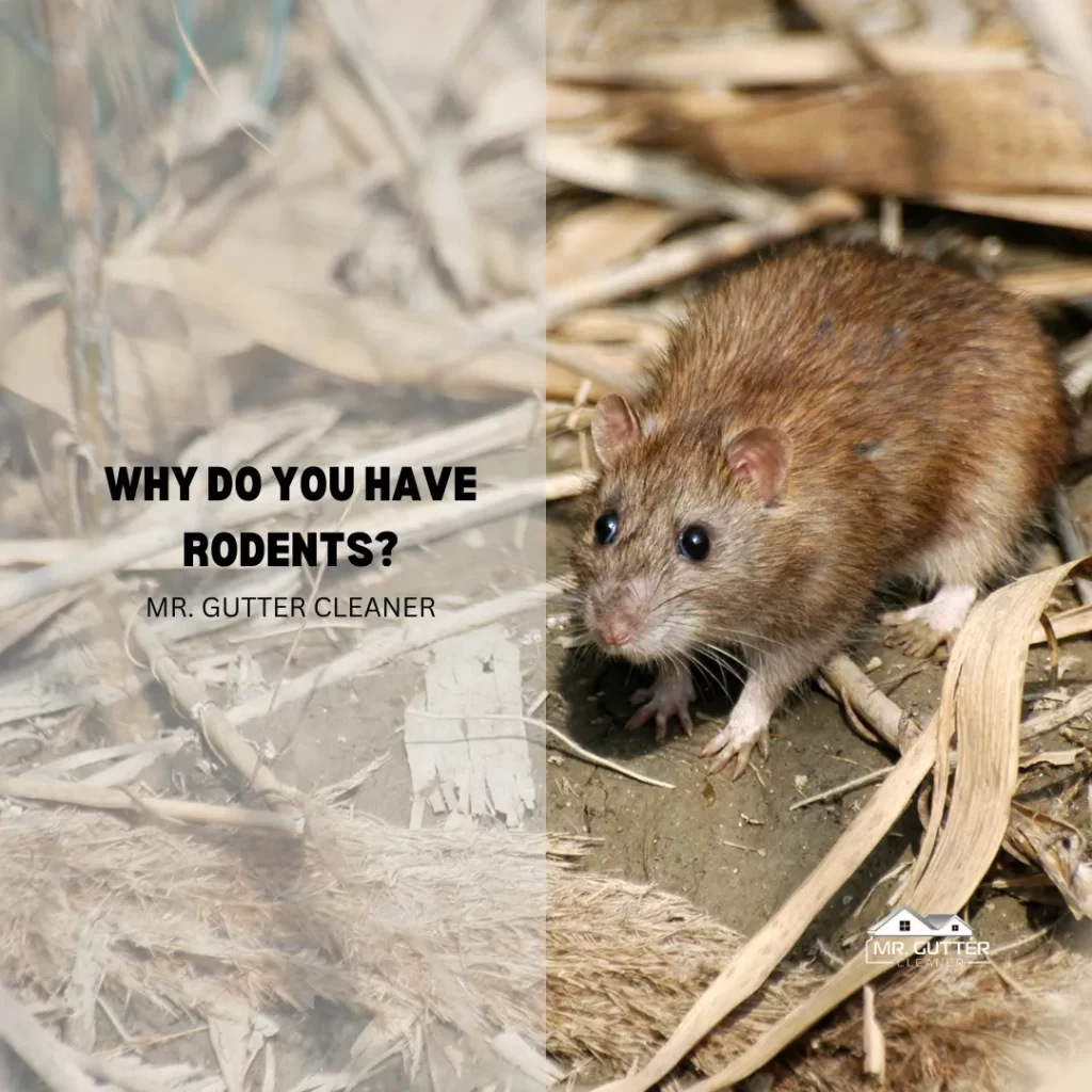 Why Do You Have Rodents