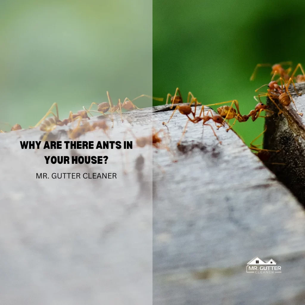Why are There Ants in Your House