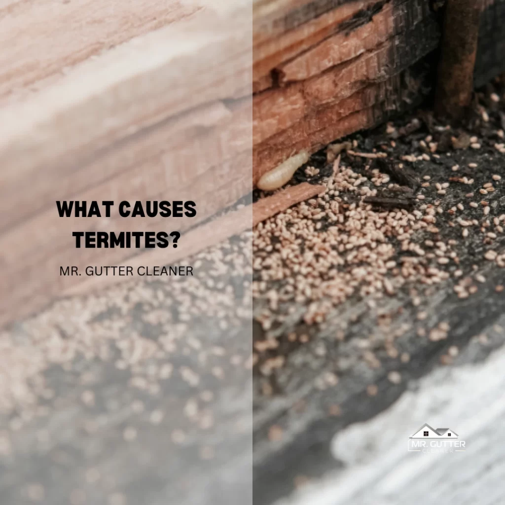 What Causes Termites?
